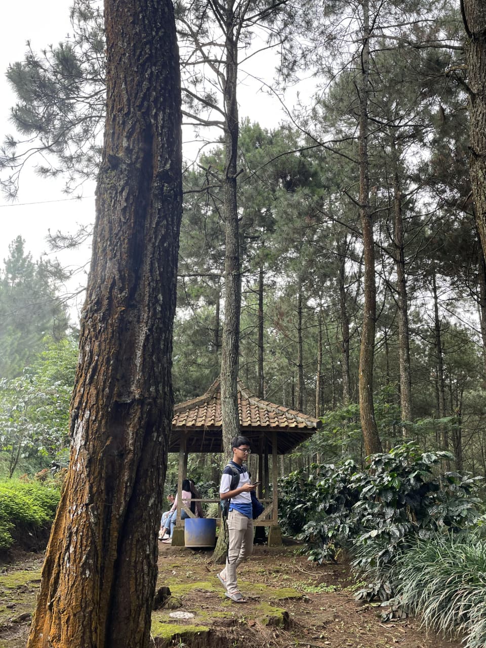 Hutan Pinus